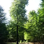 Les Lhommalinnes