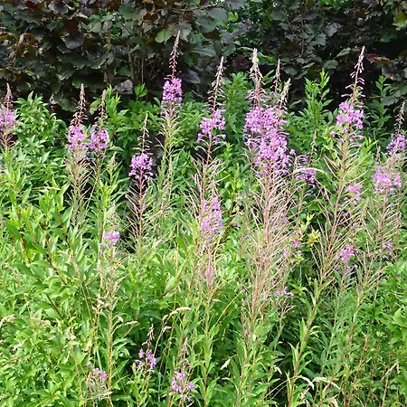 Semesterbostad Les Lhommalinnes Bras-Haut