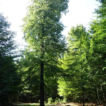 Les Lhommalinnes
