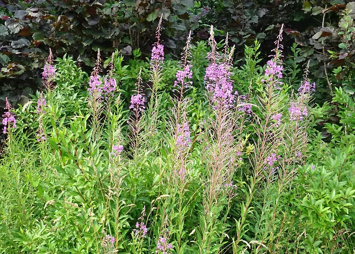 Holiday home Les Lhommalinnes Bras-Haut